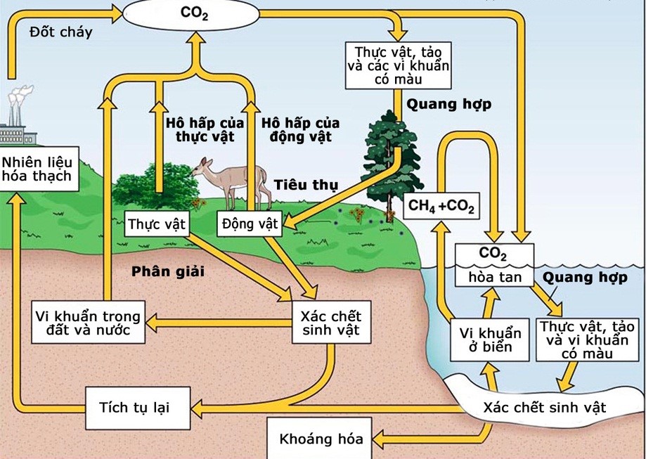 Chu Trình Yếm Khí Trong Tự Nhiên