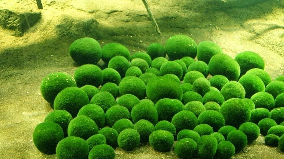 Cánh đồng Lọc