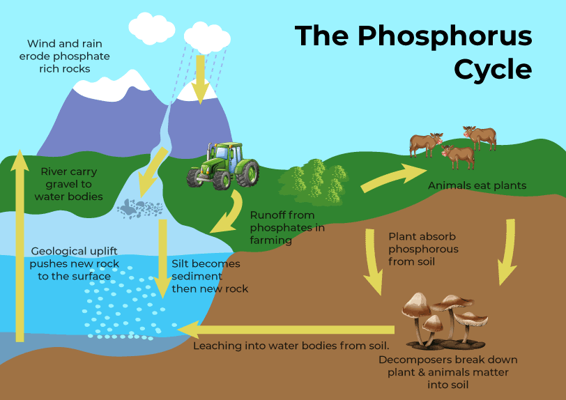 Xử Lý Sinh Học Photpho