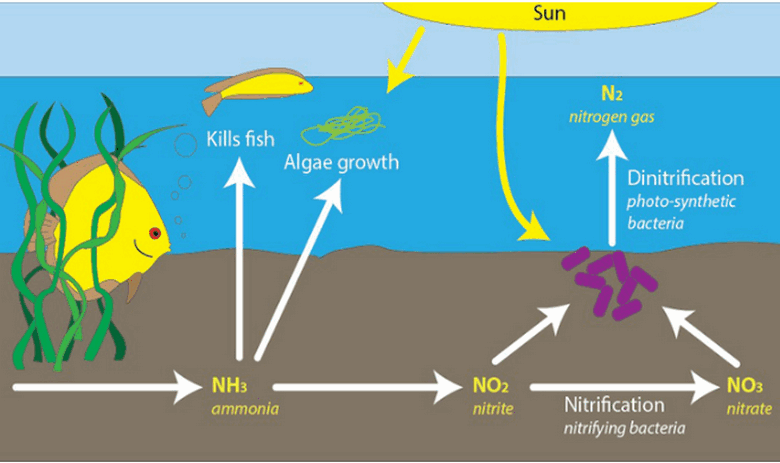 Xử Lý Sinh Học Nitơ Nước Thải