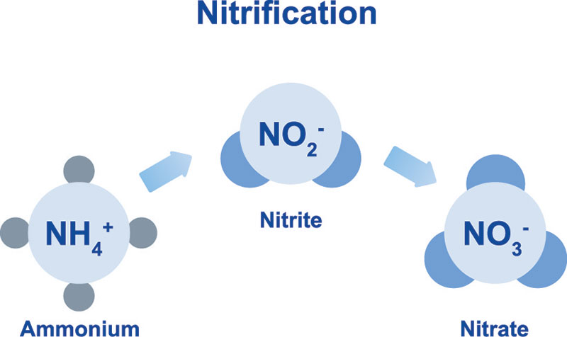 Ô Nhiễm Nitơ