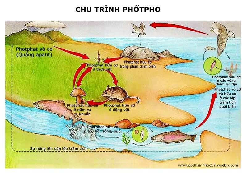 Chu Trình Photpho