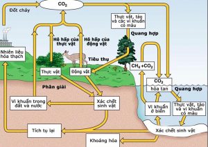 Chu Trình Yếm Khí Trong Tự Nhiên