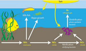 Xử Lý Sinh Học Nitơ Nước Thải