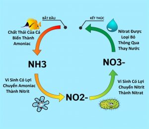 Xử Lý Nitrit Trong Nước Thải