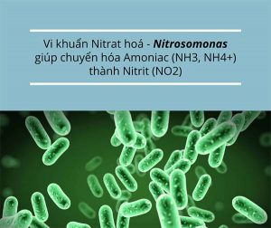 Nitrosomonas
